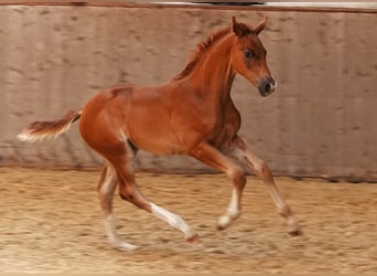 Koń oldenburski, Ogier, 1 Rok, 170 cm, Kasztanowata