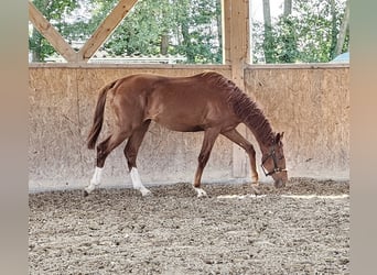 Koń oldenburski, Ogier, 1 Rok, 170 cm, Kasztanowata