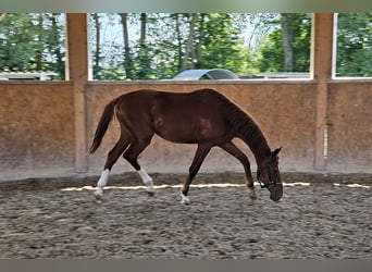 Koń oldenburski, Ogier, 1 Rok, 170 cm, Kasztanowata