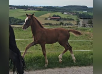 Koń oldenburski, Ogier, 1 Rok, Ciemnokasztanowata