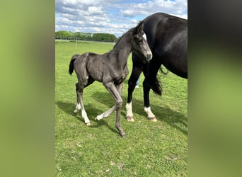 Koń oldenburski, Ogier, 1 Rok, Kara