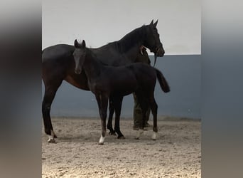 Koń oldenburski, Ogier, 1 Rok, Kara