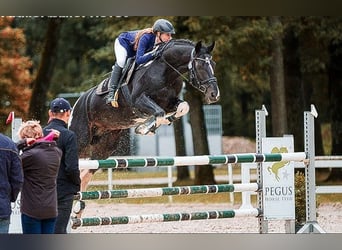 Koń oldenburski, Ogier, 20 lat, 164 cm, Srokata