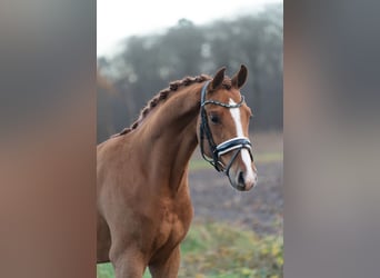 Koń oldenburski, Ogier, 2 lat, 160 cm, Kasztanowata