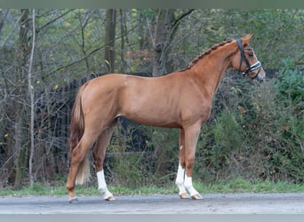 Koń oldenburski, Ogier, 2 lat, 160 cm, Kasztanowata