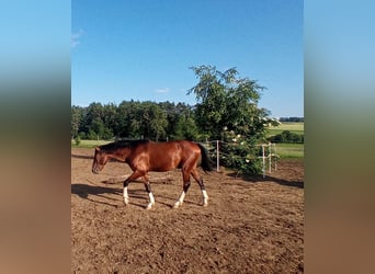 Koń oldenburski, Ogier, 2 lat, 162 cm, Gniada