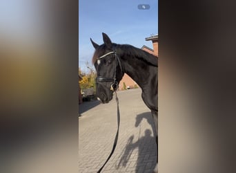 Koń oldenburski, Ogier, 2 lat, 162 cm, Kara