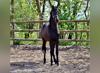Koń oldenburski, Ogier, 2 lat, 163 cm, Ciemnogniada