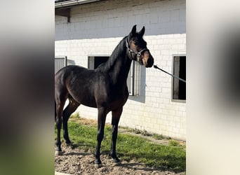 Koń oldenburski, Ogier, 2 lat, 163 cm, Ciemnogniada