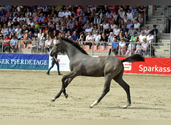 Koń oldenburski, Ogier, 2 lat, 163 cm, Siwa jabłkowita