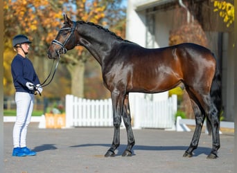 Koń oldenburski, Ogier, 2 lat, 165 cm, Ciemnogniada