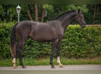 Koń oldenburski, Ogier, 2 lat, 165 cm, Kara