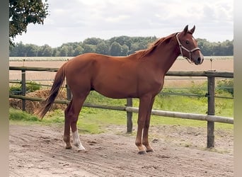 Koń oldenburski, Ogier, 2 lat, 165 cm, Kasztanowata