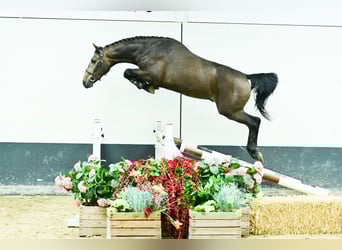 Koń oldenburski, Ogier, 2 lat, 165 cm, Siwa