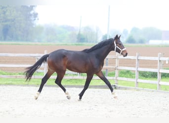 Koń oldenburski, Ogier, 2 lat, 166 cm, Gniada