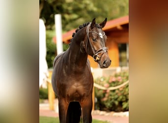 Koń oldenburski, Ogier, 2 lat, 166 cm, Skarogniada
