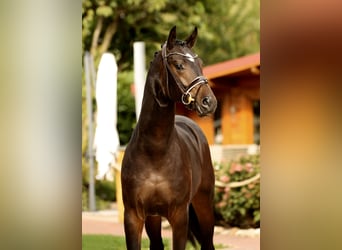 Koń oldenburski, Ogier, 2 lat, 166 cm, Skarogniada