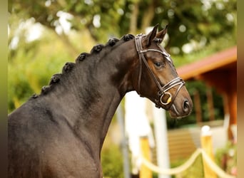 Koń oldenburski, Ogier, 2 lat, 166 cm, Skarogniada