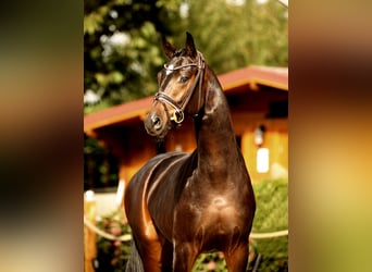 Koń oldenburski, Ogier, 2 lat, 166 cm, Skarogniada