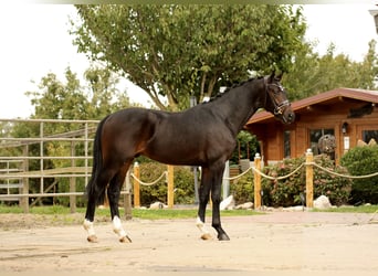 Koń oldenburski, Ogier, 2 lat, 166 cm, Skarogniada