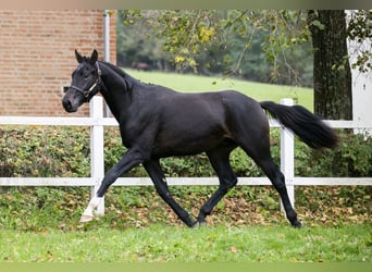 Koń oldenburski, Ogier, 2 lat, 167 cm, Ciemnogniada