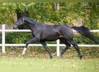 Koń oldenburski, Ogier, 2 lat, 167 cm, Ciemnogniada