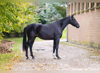 Koń oldenburski, Ogier, 2 lat, 167 cm, Ciemnogniada