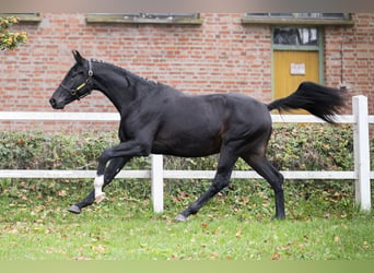 Koń oldenburski, Ogier, 2 lat, 167 cm, Ciemnogniada