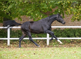 Koń oldenburski, Ogier, 2 lat, 167 cm, Ciemnogniada