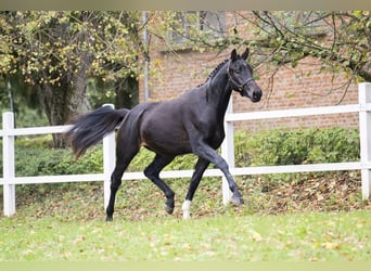 Koń oldenburski, Ogier, 2 lat, 167 cm, Ciemnogniada