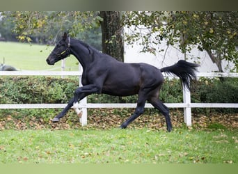 Koń oldenburski, Ogier, 2 lat, 167 cm, Ciemnogniada