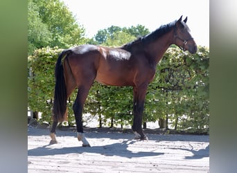 Koń oldenburski, Ogier, 2 lat, 167 cm, Gniada