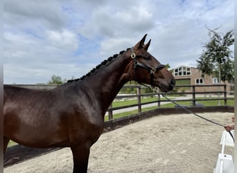 Koń oldenburski, Ogier, 2 lat, 168 cm, Ciemnogniada