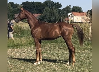 Koń oldenburski, Ogier, 2 lat, 168 cm, Kasztanowata