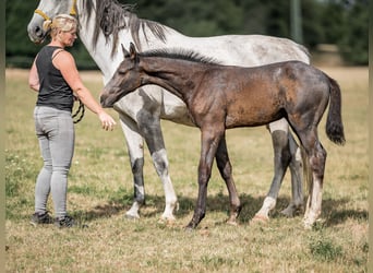 Koń oldenburski, Ogier, 2 lat, 168 cm, Siwa