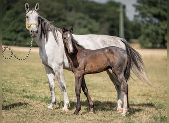 Koń oldenburski, Ogier, 2 lat, 168 cm, Siwa