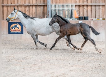 Koń oldenburski, Ogier, 2 lat, 168 cm, Siwa