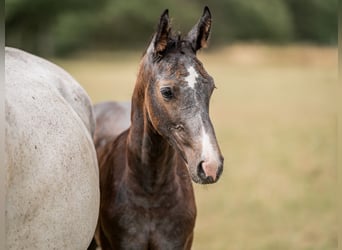 Koń oldenburski, Ogier, 2 lat, 168 cm, Siwa