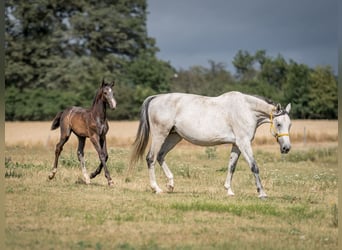 Koń oldenburski, Ogier, 2 lat, 168 cm, Siwa