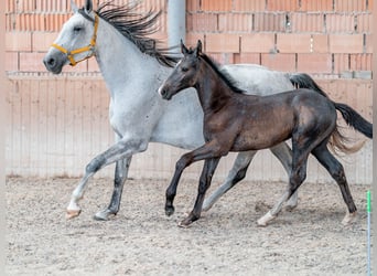 Koń oldenburski, Ogier, 2 lat, 168 cm, Siwa