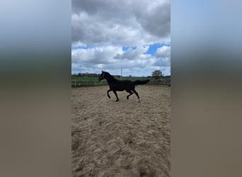 Koń oldenburski, Ogier, 2 lat, 170 cm, Ciemnogniada