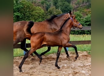 Koń oldenburski, Ogier, 2 lat, 170 cm, Gniada