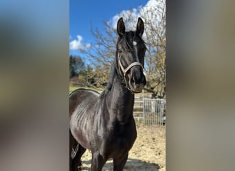Koń oldenburski, Ogier, 2 lat, 170 cm, Kara