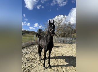 Koń oldenburski, Ogier, 2 lat, 170 cm, Kara