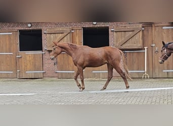 Koń oldenburski, Ogier, 2 lat, 170 cm, Kasztanowata