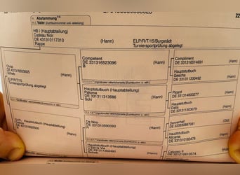 Koń oldenburski, Ogier, 2 lat, 170 cm, Skarogniada