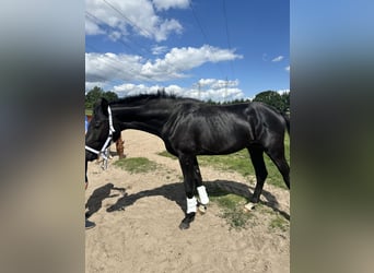 Koń oldenburski, Ogier, 2 lat, 170 cm, Skarogniada