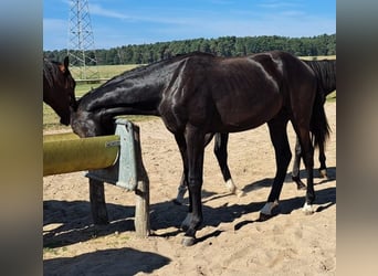 Koń oldenburski, Ogier, 2 lat, 170 cm, Skarogniada