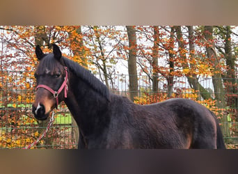 Koń oldenburski, Ogier, 2 lat, 172 cm, Ciemnogniada