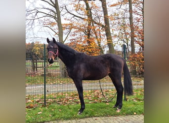 Koń oldenburski, Ogier, 2 lat, 172 cm, Ciemnogniada